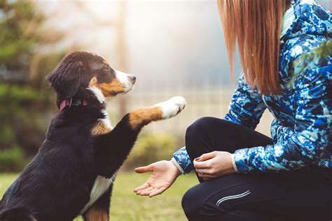 Do Emotional Support Dogs Need Training? Exploring the Unseen Bonds Between Humans and Their Canine Companions