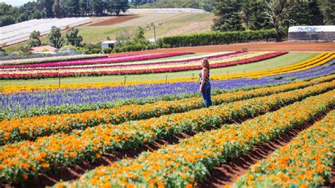 Fukushima Flower Festival: A Blossoming Tale of Music, Culture, and Unexpected Charm!